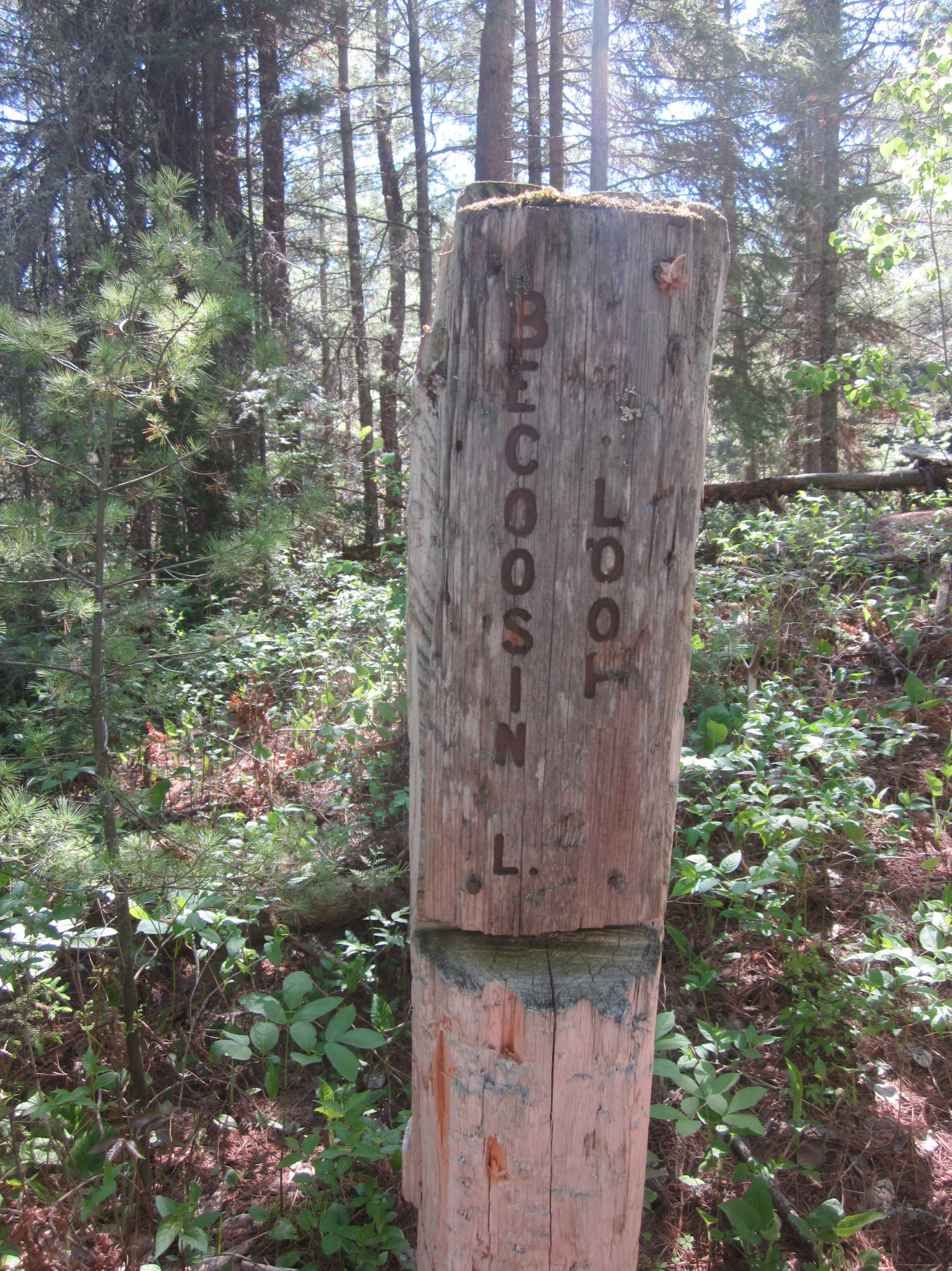 Disappointment Mountain Area Trails | The Someday Adventures
